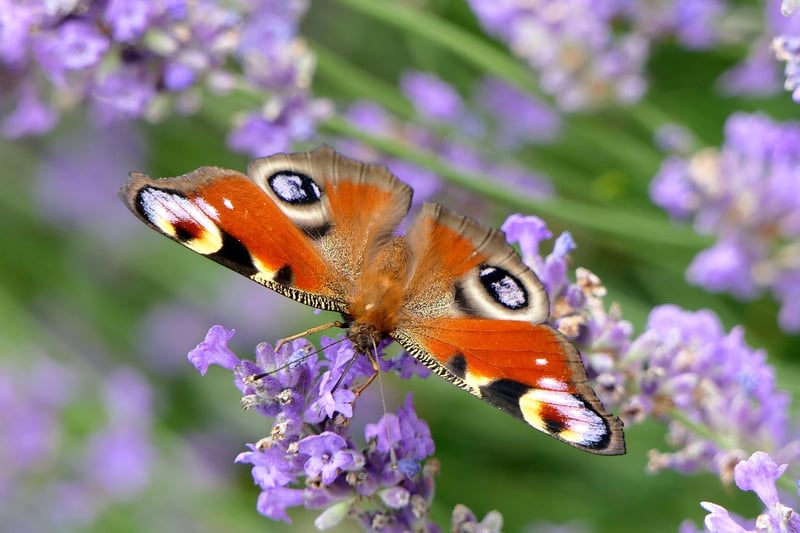 Butterfly Law